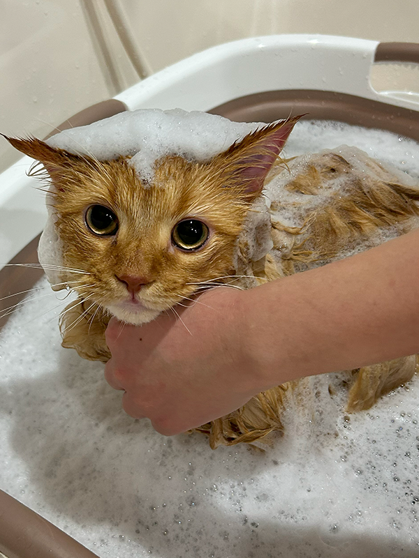 catwash